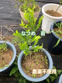 【期間限定】なつめ　苗　高さ約50cm 自然栽培　農薬不使用　アンチエイジングのサムネイル