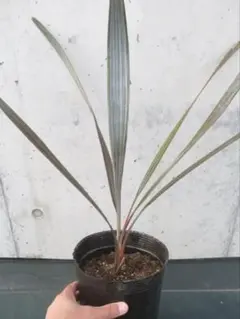 2026年最新】ビスマルキア・シルバーの人気アイテム - メルカリ