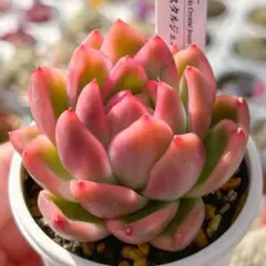 2026年最新】多肉錦の人気アイテム - メルカリ