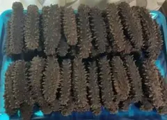 北海道産】 乾燥なまこ 100g S(5g以下 - メルカリ