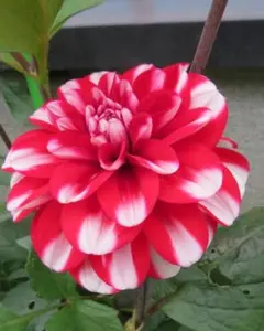 チビゃん様 リクエスト 4点 まとめ商品