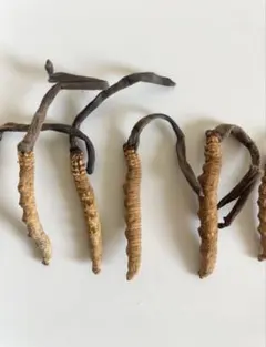 ヒマラヤ産 冬虫夏草 5本入【Cordyceps Sinensis】 値下❗️のサムネイル