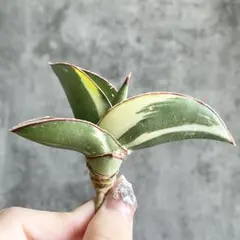 2025年最新】サンスベリアの人気アイテム - メルカリ