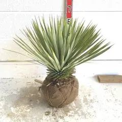 2026年最新】ユッカ ロストラータの人気アイテム - メルカリ