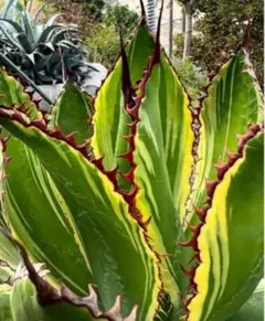 2025年最新】ロファンサの人気アイテム - メルカリ