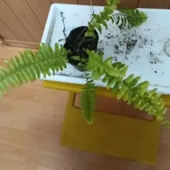 シダ植物 ハッピーマーブル 斑入り