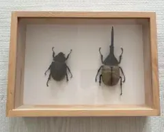 コーカサスオオカブト　ヘラクレスオオカブト　オス×4 標本 コーカサスオオカブト ヘラクレスオオカブト オス×4 標本 - メルカリ