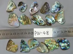 ★PW48★ニュージーランドパウア貝シェルチップ　中16個