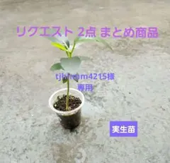 tjhhmm4215様2点おまとめ商品