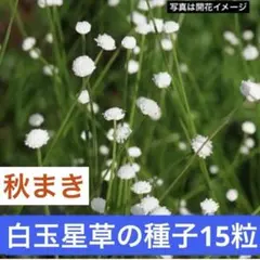 【希少種】白玉星草(金平糖草)の種子15粒