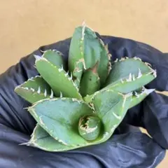 2026年最新】アガベ ブツブツの人気アイテム - メルカリ