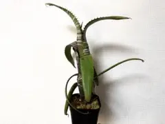 エクメア　ヌディカウリス　ダーククローン 2026年最新】aechmea nudicaulisの人気アイテム - メルカリ