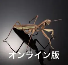 オオカマキリ 立体標本 - メルカリ