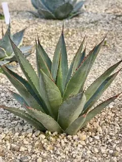 2026年最新】アガベ ブルーグローの人気アイテム - メルカリ