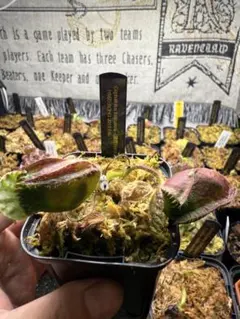 2025年最新】cephalotusの人気アイテム - メルカリ