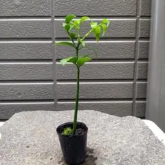 マサユキ様 リクエスト 3点 まとめ商品