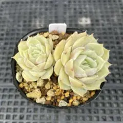 315.多肉植物 オウンスロー抜き苗 根付きのサムネイル