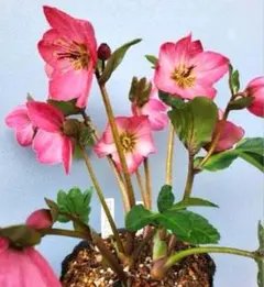 もも様 リクエスト 3点 まとめ商品