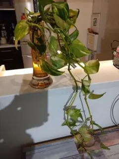 ポトス 水耕栽培 観葉植物 切り苗のサムネイル