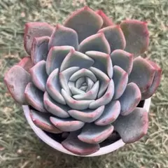 2026年最新】毒リンゴ 多肉の人気アイテム - メルカリ