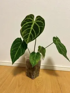 2026年最新】アンスリウム レガレの人気アイテム - メルカリ