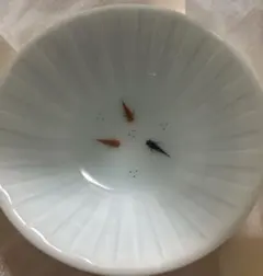 2026年最新】鍋島の人気アイテム - メルカリ