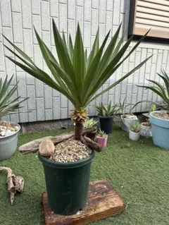 ユッカ グロリオサ 抜き苗 観葉植物 NO.4 - メルカリ