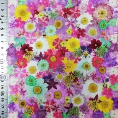 押し花素材　N230 ノースボール ビオラ 紫陽花　バーベナ 小花　押し花