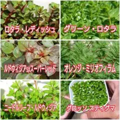 水上葉☘️６種１２本おためしセット‼️のサムネイル
