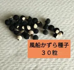 2025年最新】ふうせんかずら種の人気アイテム - メルカリ