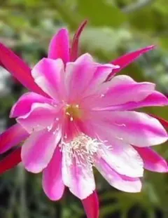 売却済み3/6ピンクムーン(カット苗) カット苗 | STORES