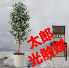 光触媒　人工観葉植物　ウォールグリーン　フェイクグリーン　ユーカリ160