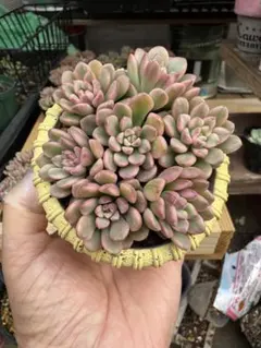 Toko様 リクエスト 2点 まとめ商品