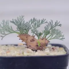 サルコカウロン (モンソニア) ムルチフィダ 実生のサムネイル