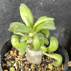 2025年最新】チレコドン 万物想の人気アイテム - メルカリ