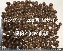 どんぐり 約200個　縦約2.0cm前後　Mサイズ　煮沸処理済み　自然乾燥