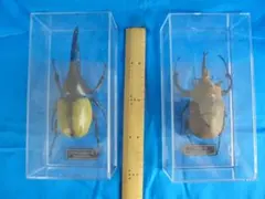 カブトムシ昆虫標本 2体セット 透明ケース入り