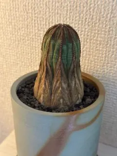 ユーフォルビア オベサ オス株 大型 伝市鉢植え - メルカリ