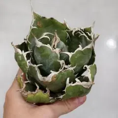 2026年最新】包心龍の人気アイテム - メルカリ