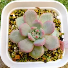 アリエル綴化 大苗 抜き 多肉植物 - メルカリ