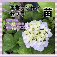 2026年最新】あじさい挿し木の人気アイテム - メルカリ