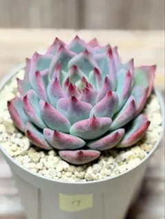 にゃろ☆プロフ読んでね☆様 リクエスト 2点 まとめ商品