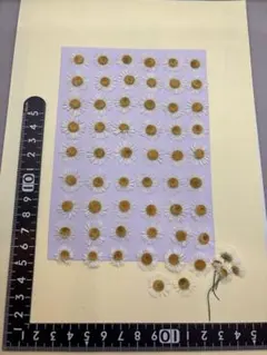 Item thumbnail for item 3ed61f24-cbbb-4aa9-a3d9-6ce71c04bab0