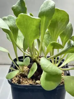 2025年最新】オトンナ ヘレーの人気アイテム - メルカリ