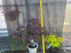 DW1スモークツリー接木70cm4.5号ポット物ダスキーメイデン&マロン