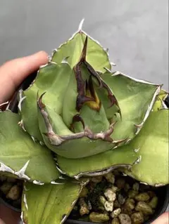 H.R.K(プロフ要確認)様 リクエスト 2点 まとめ商品