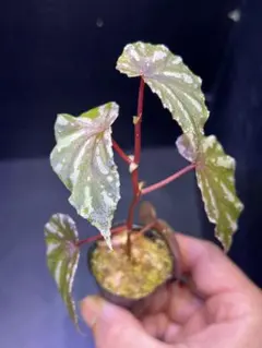 原種ベゴニア ネグロセンシス Begonia negrosensis ① - メルカリ