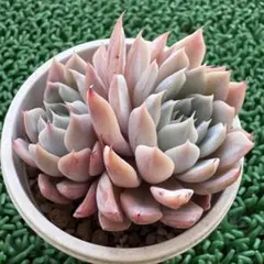 ❤️専用❤️リラシナ錦❤️抜き苗　　　　　　　　　　　　　　　　　週末セール♪ 2025年最新】リラシナ錦の人気アイテム - メルカリ