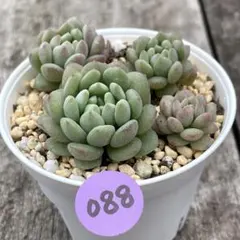 SALE❗️088多肉植物　つぶつぶ屋　ももも　カット苗　寄せ植え❣️