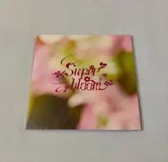 スタフォニ4th 別冊パンフレット